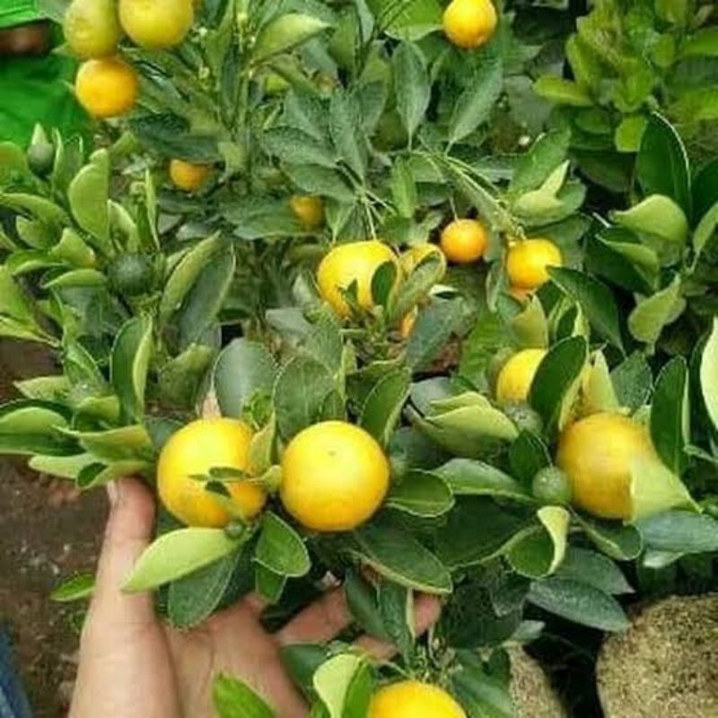 Booster Lemon, Bisa COD Pupuk Booster Buah Lemon, Pemicu Lemon Cepat Berbuah