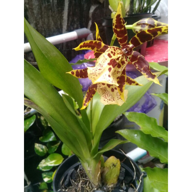 oncidium