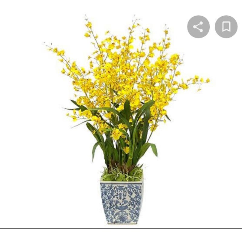 Anggrek oncidium golden shower dewasa