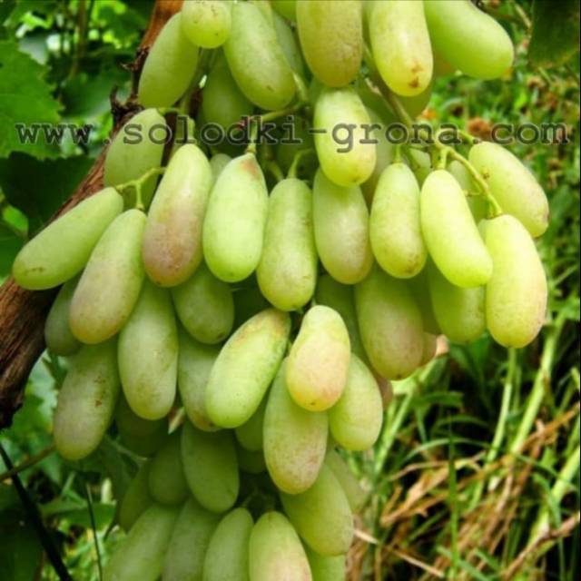 Bibit Anggur Import BEIJIGAN Asli