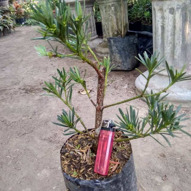 Bahan Bonsai Lohansung Biru / Podocarpus sp