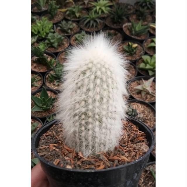 kaktus Old Man Ownroot