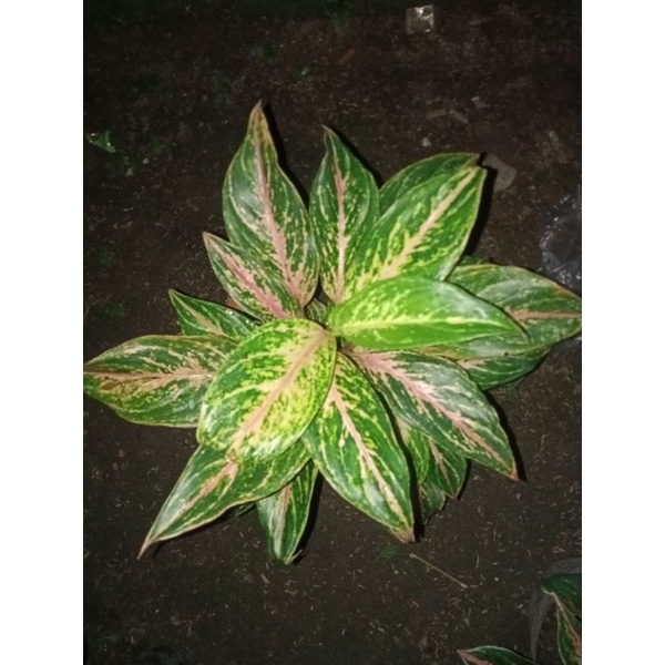 aglonema baerflay rumpun