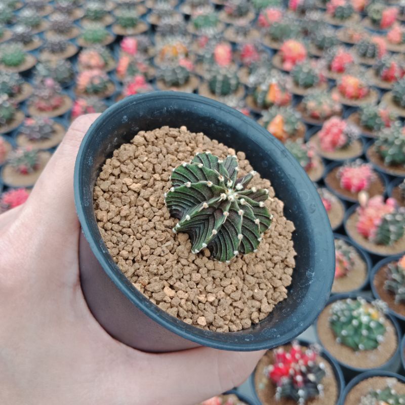 Gymnocalycium Vos 014a 1