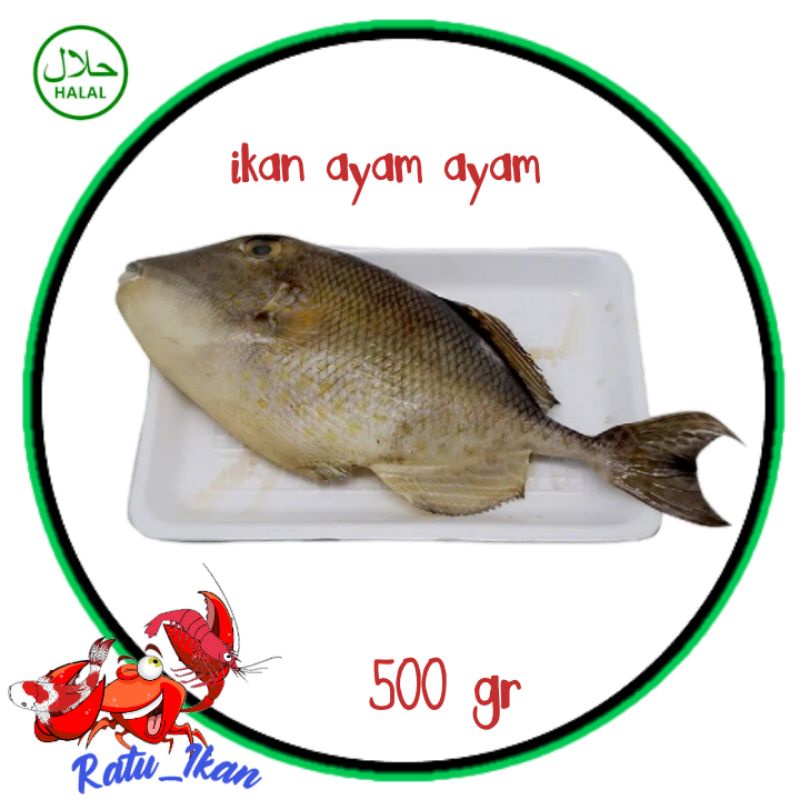 

ikan ayam ayam [ 500 gram]