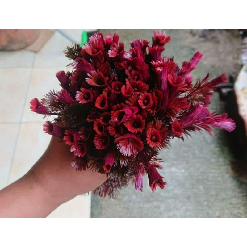cabomba super red tanaman aquascepe