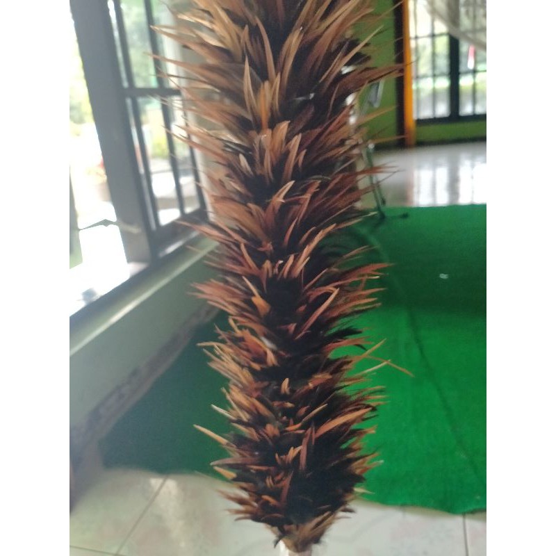 Kemoceng Lancur kualitas medium