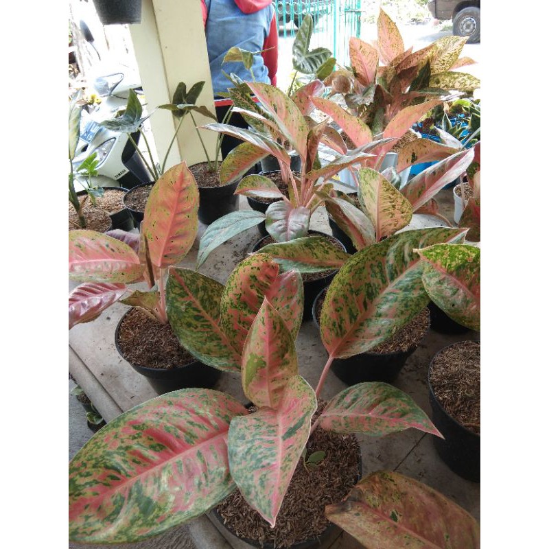 aglonema murah aglonema lulaiwan