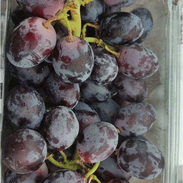 

Anggur AUTUMN ROYAL [ 500gr / 1Pack ] buah segar manis Bandung