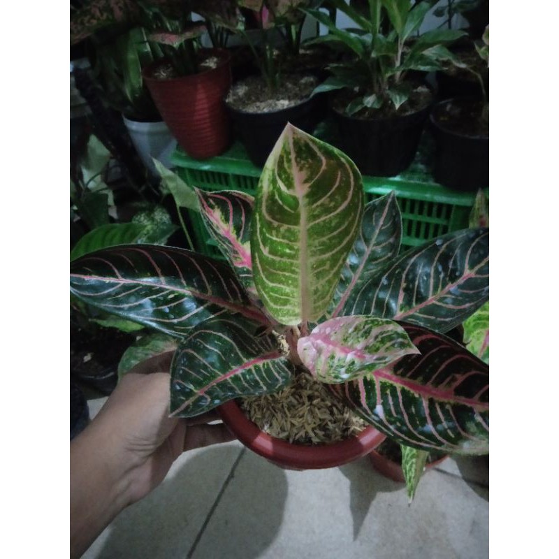 aglonema pride of sumatra mutasi daun8+ real pict nego boleh