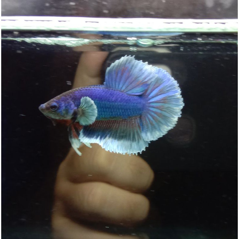 ikan cupang big ear buterrflay