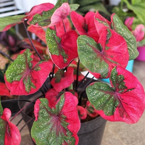 Keladi Baret Tanaman Hias Hidup Bibit Bunga Caladium Baret  Murah Bukan Bonggol