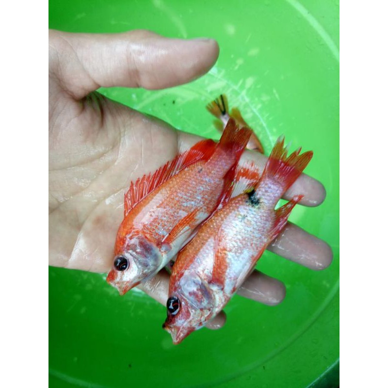 

ikan nila merah 2jari