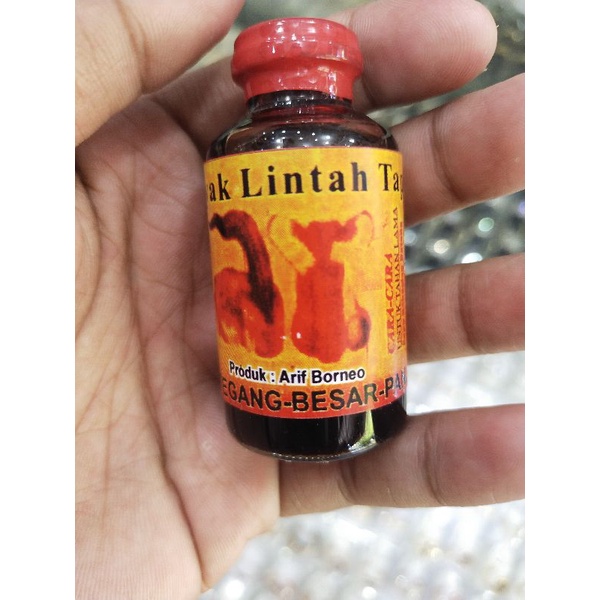 minyak lintah tapa asli