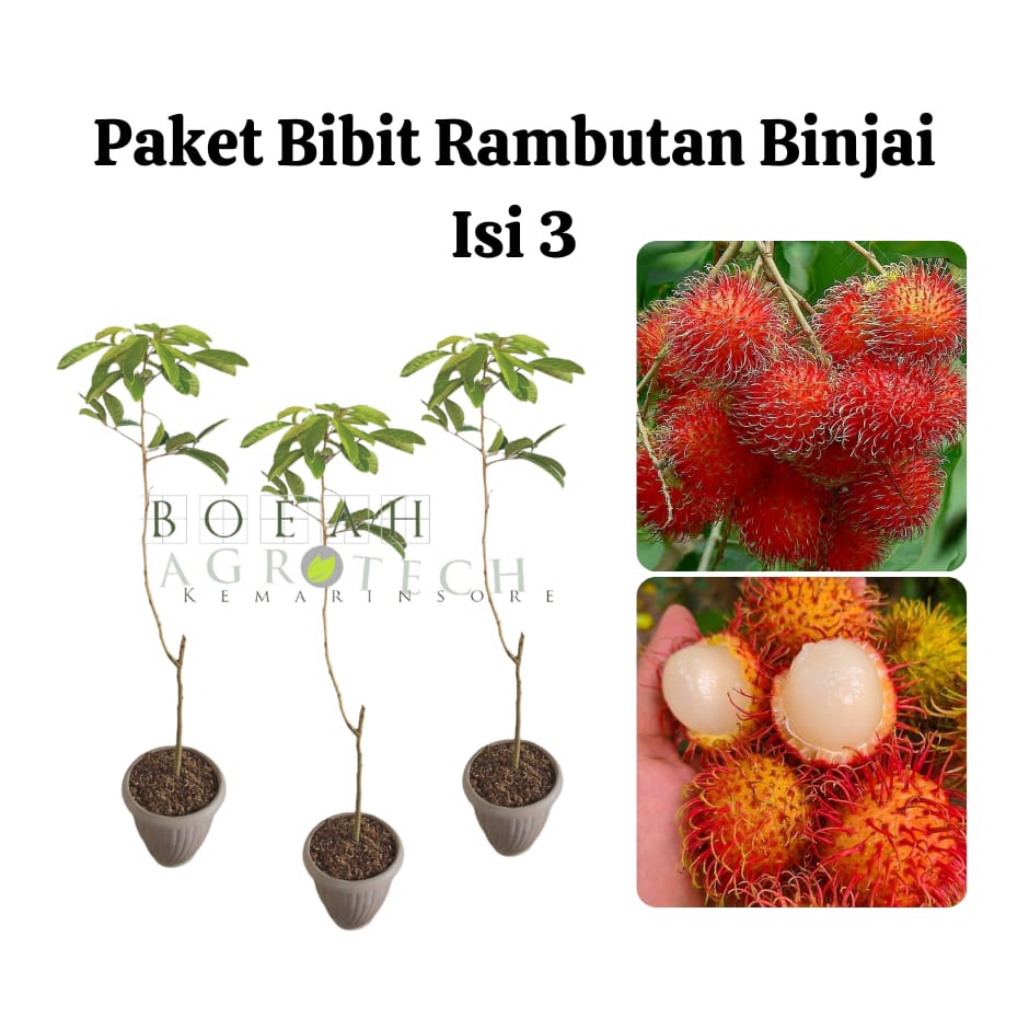 Paket Hemat Bibit Rambutan Binjai Okulasi Isi 3 Bonus Strawberry+Polibag