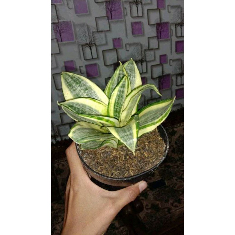 Tanaman Hias Sensivera Gold Flame//Sensivera Gold Flame