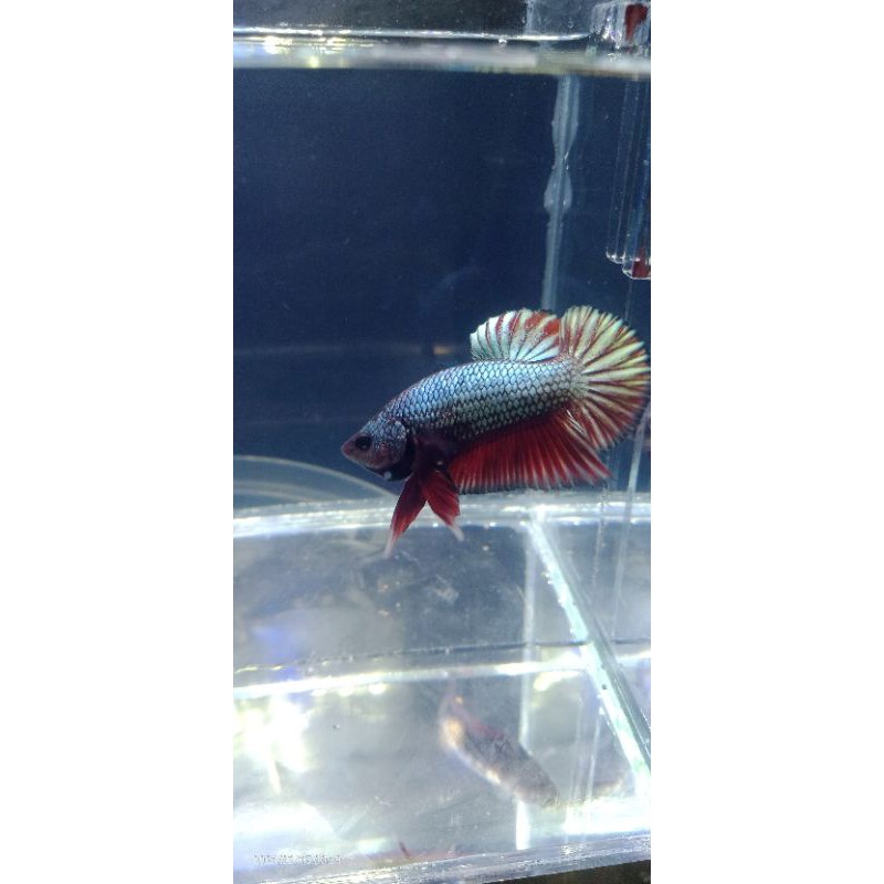 

Ikan Cupang jenis ( Red Copper )