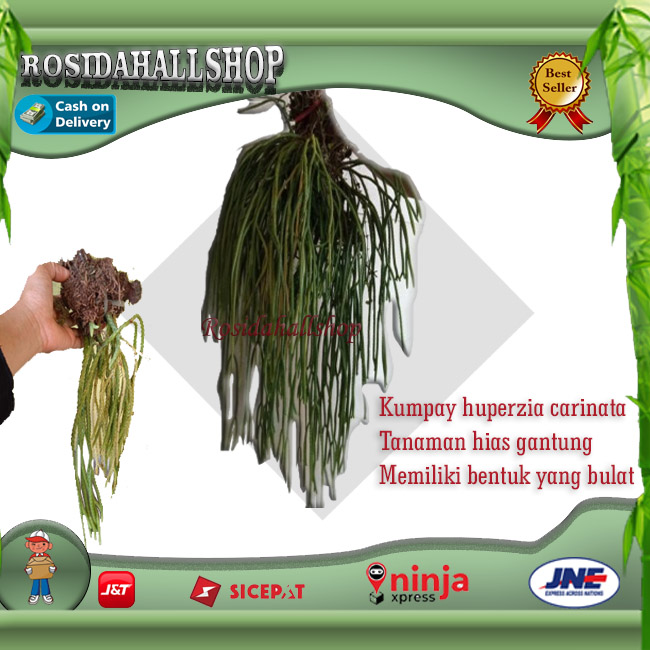 Tanaman hias gantung kumpa huperzia carinata