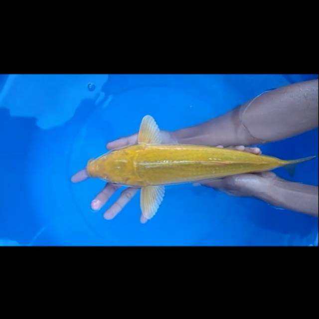 Ikan koi murah midori 41cm penjinak kolam