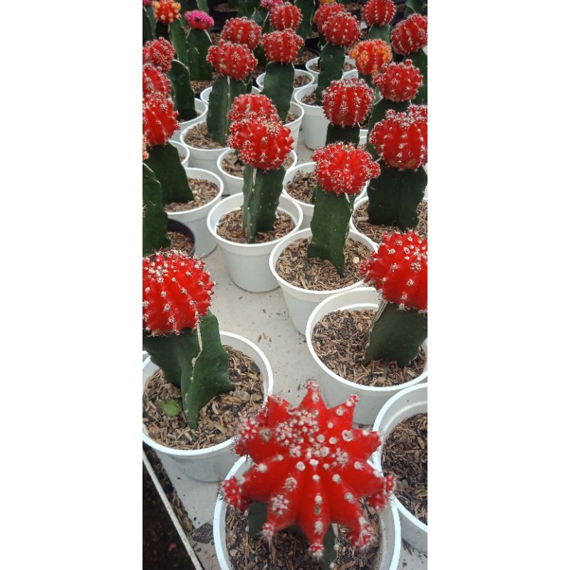 Kaktus Grafting Gymno Red Jumbo