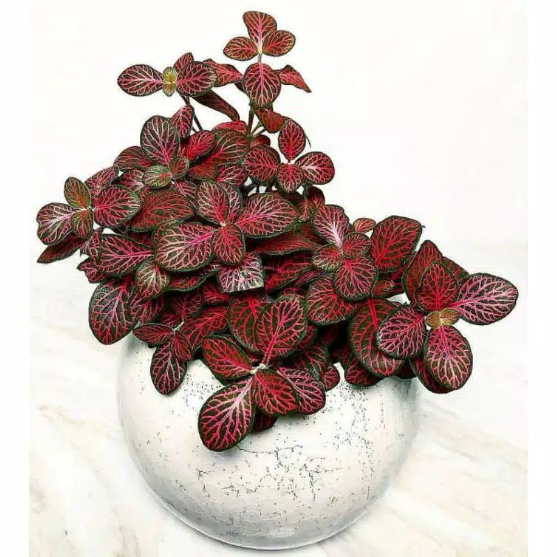 tanaman hias fitonia - pitonia merah dan pink