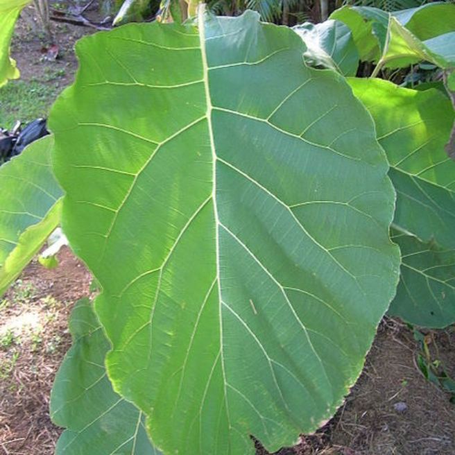 

Daun jati muda per 10 pcs Herbal alami Murah Obat herbal alami murah asli dari kampung