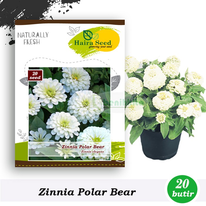 Benih-Bibit Bunga Zinnia Polar Bear (Haira Seed)