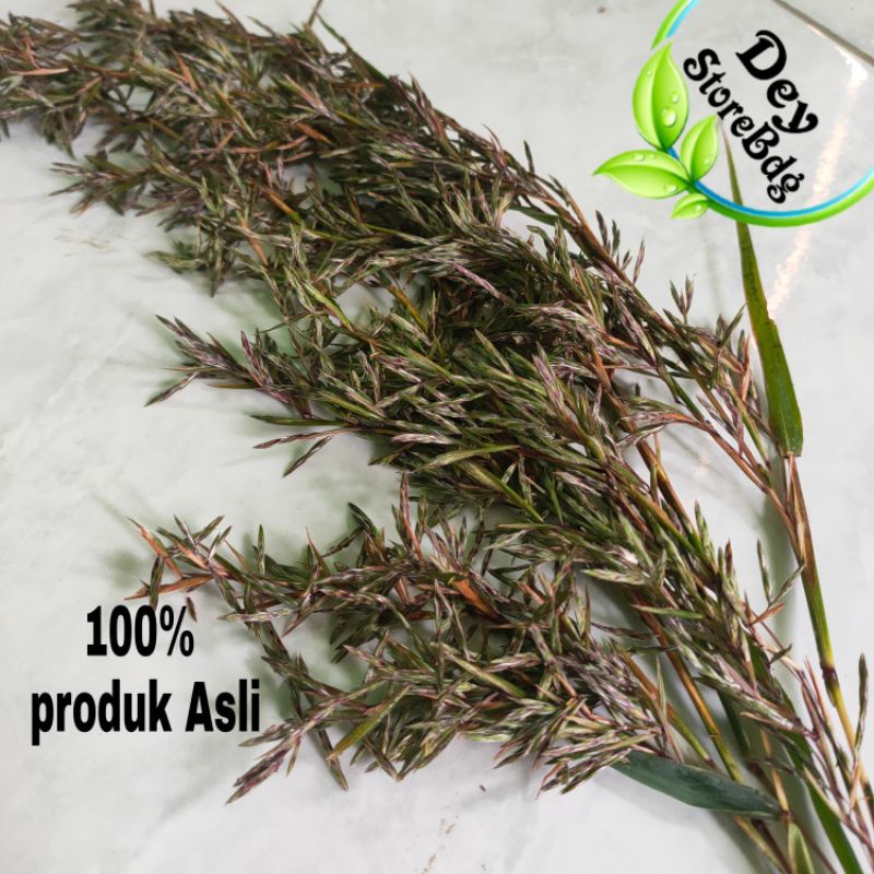 bunga sereh wangi kembang sereh 1 ikat