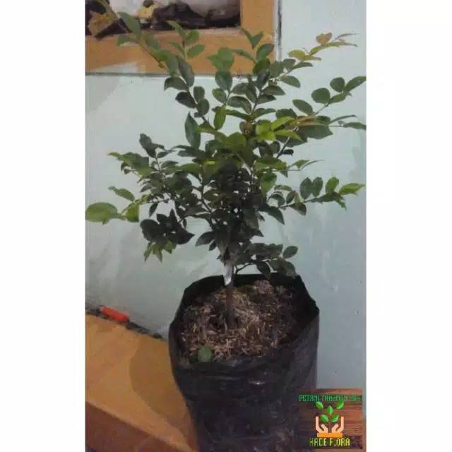 Bibit tanaman buah anggur Brazil jaboticaba-1