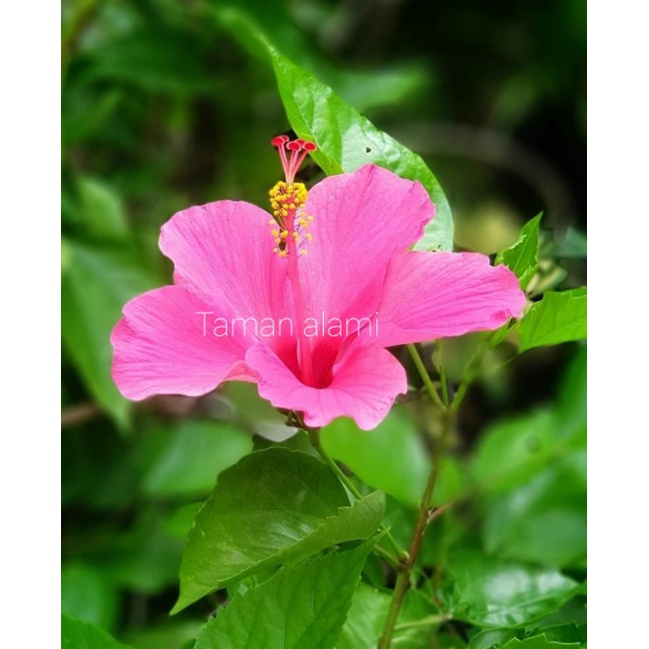 kembang sepatu bunga pink - tanaman kembang sepatu bunga pink