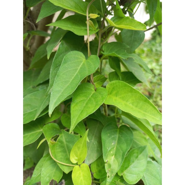 

Daun Sembukan ikat termurah 100g