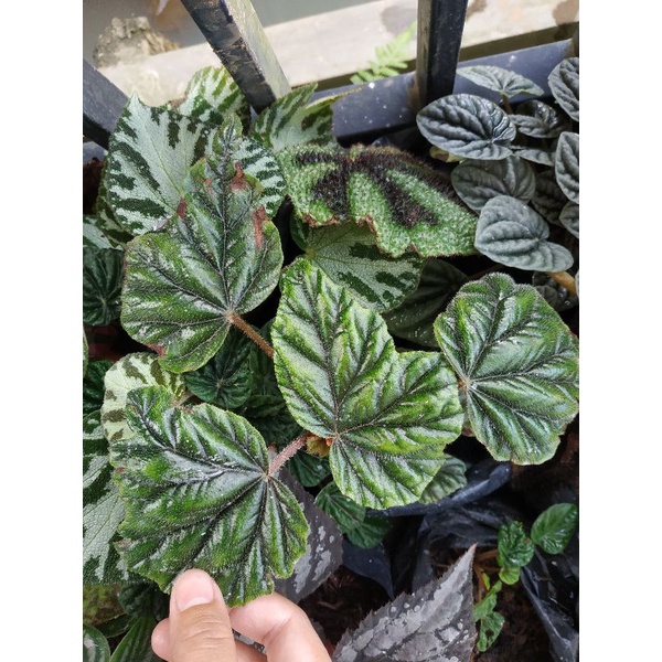 begonia metalic sp/Rex walet green/Rex walet hijau