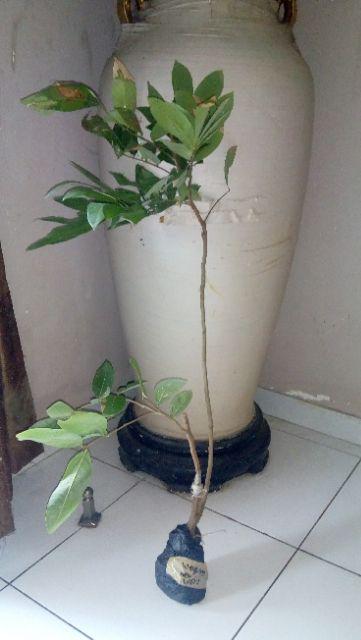 Bibit Tanaman Kelengkeng New Kristal / Wusan (tinggi 40-60 Cm)