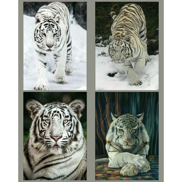 4 Poster Macan Putih Ukuran A3