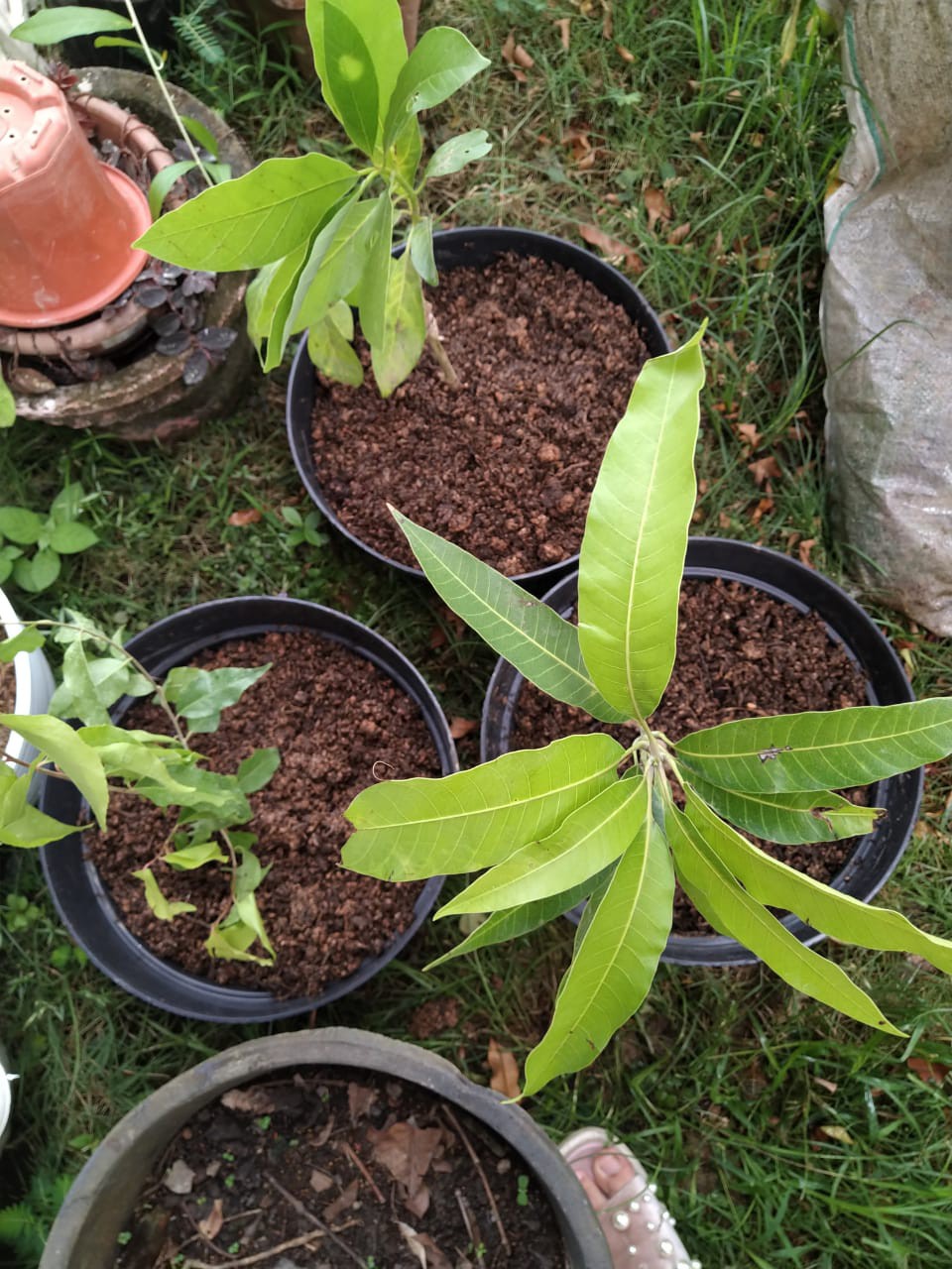 Bibit Tanaman Plum Australia Plum Ausy