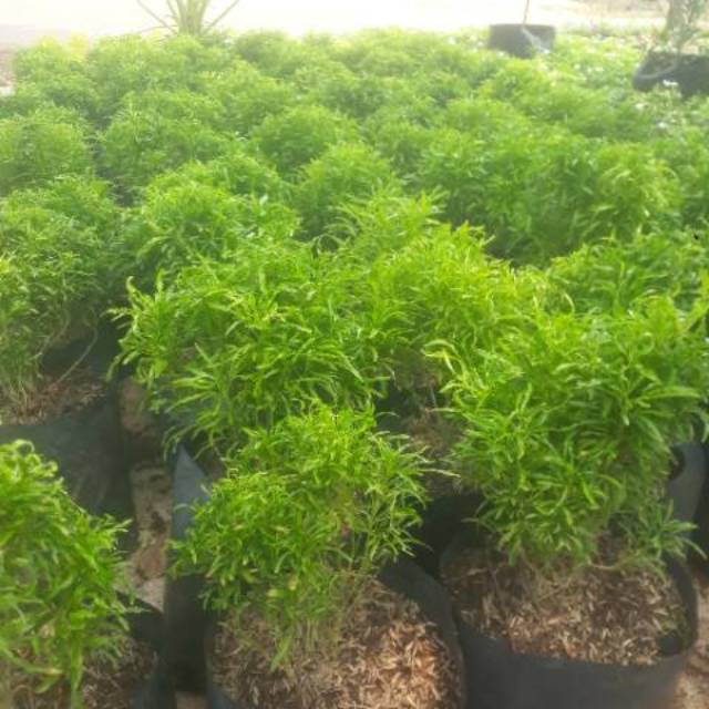 Tanaman hias brokoli mini pohon brokoli hias