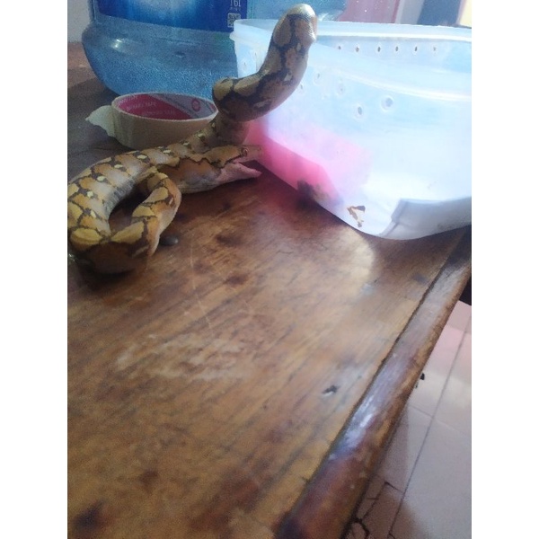 retic albino caramel