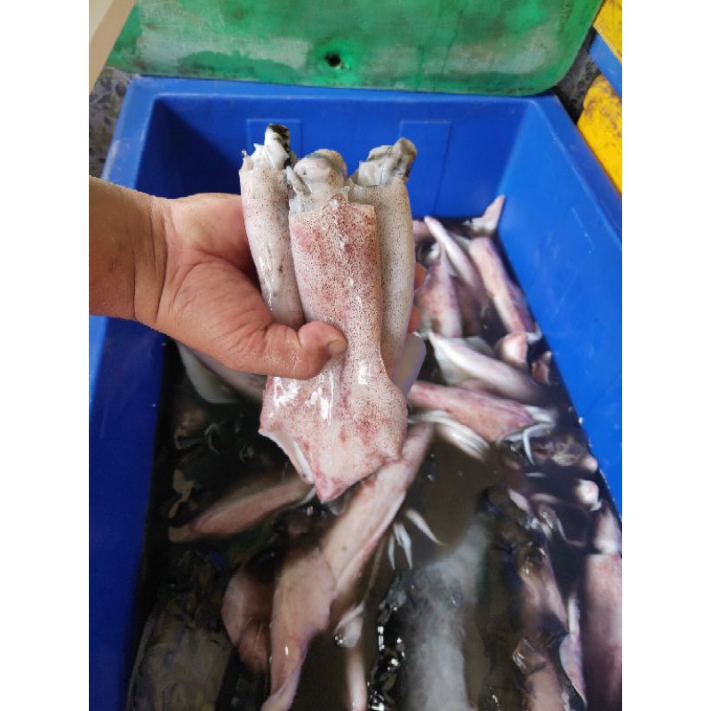 

Cumi Bangka Telor & No Telor