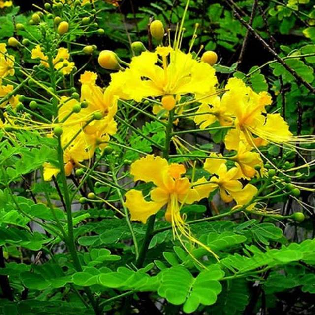 Bibit bunga Kembang Merak