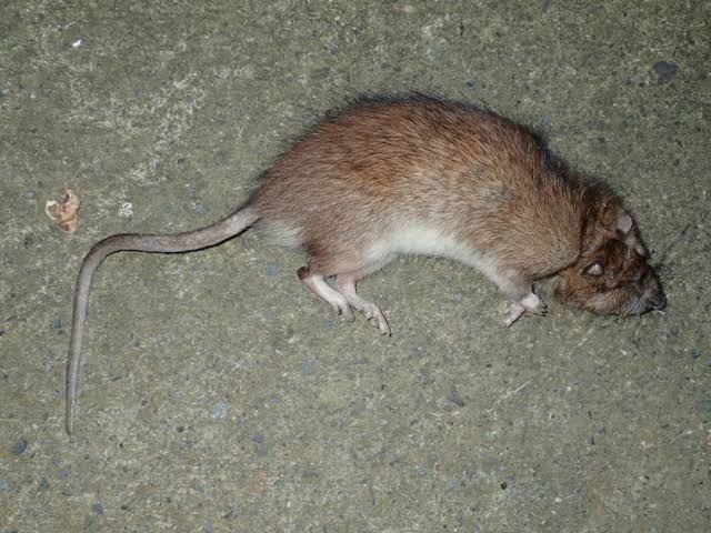 Ramtus Obat Racun Tikus Langsung Mati Kering Tidak Bau Sangat Ampuh Racun Pembasmi Tikus 6 Pack