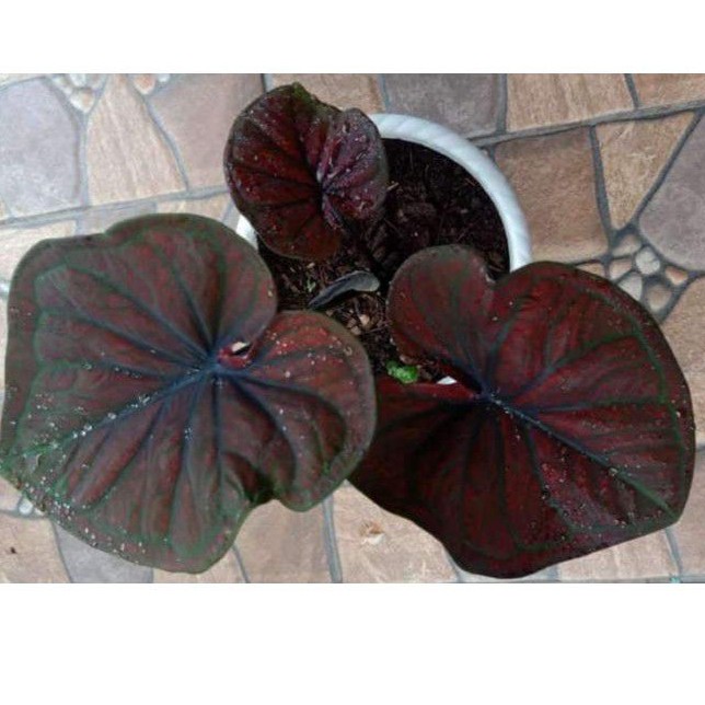 caladium black cooper/H51/ caladium hybried /caladium import