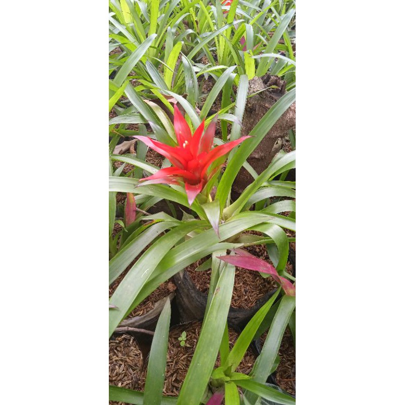 bromolia bunga merah