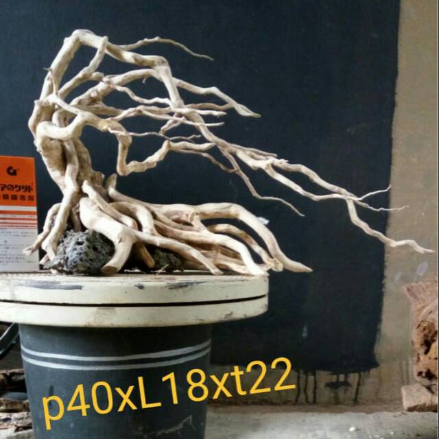 Bonsai aquascape / hardscape