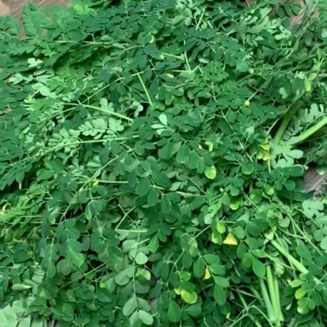

Daun kelor segar langsung petik moringa