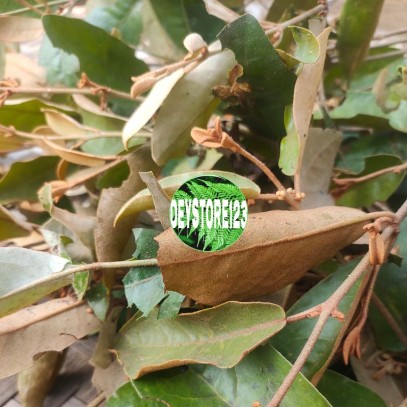 

Jual Benalu jambu biji segar 500 Grm