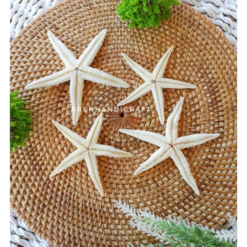 

ARENHANDICRAFT bintang laut kering size besar