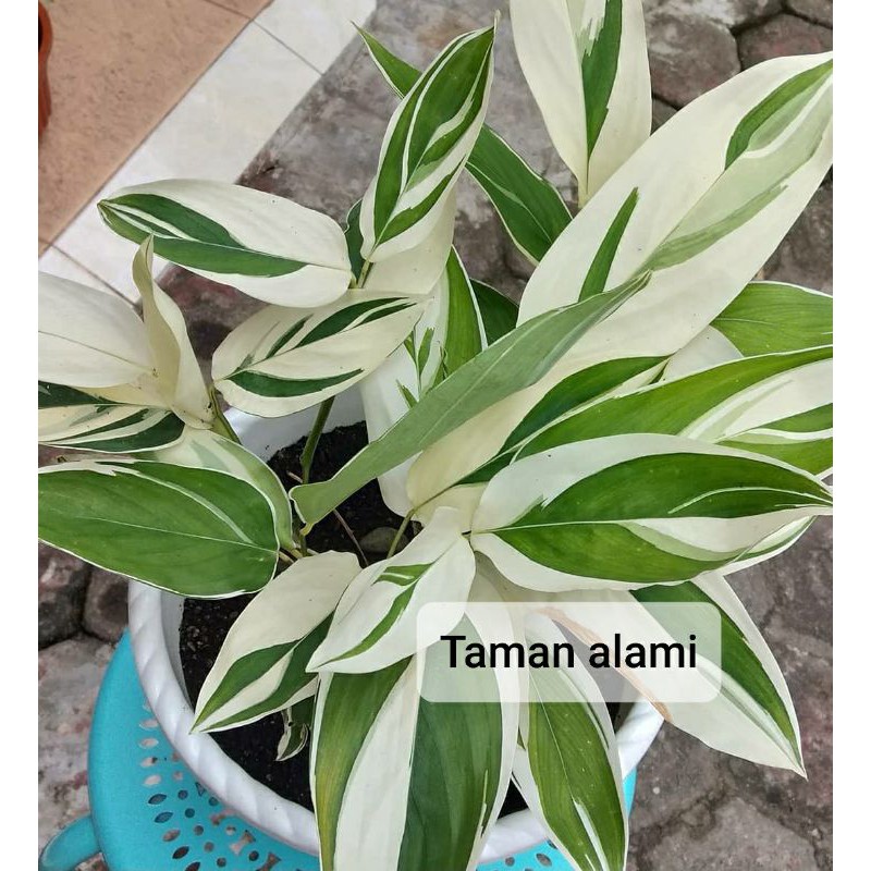 tanaman hias pisang heliconia variegata putih - pisang pisangan variegata putih
