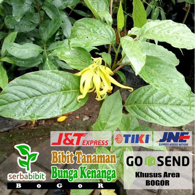 Gambar Bunga Kenanga Cina Koleksi Gambar Bunga Gambar Bunga Kenanga Cina Koleksi Gambar Bunga