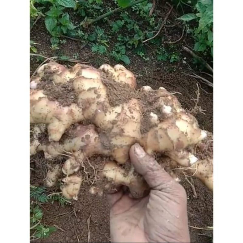 

JAHE GAJAH SEGAR 2 Kg / JAHE GAJAH SUPER / JAHE GAJAH JUMBO / JAHE GAJAH KUALITAS SUPER 2000 GRAM