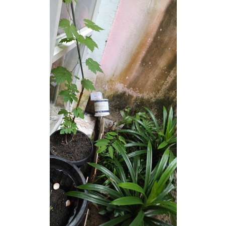 

daun pandan segar isi 10 lembar daun mint 50gr